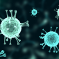 Mengenal Virus Eris dan Tingkat Bahayanya